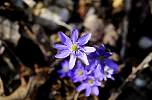 Foto Di Fiori Selvatici Spontanei Di Campo E Di Montagna